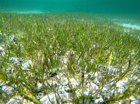 grasses in the philippines|Mapping seagrass in the Philippines .